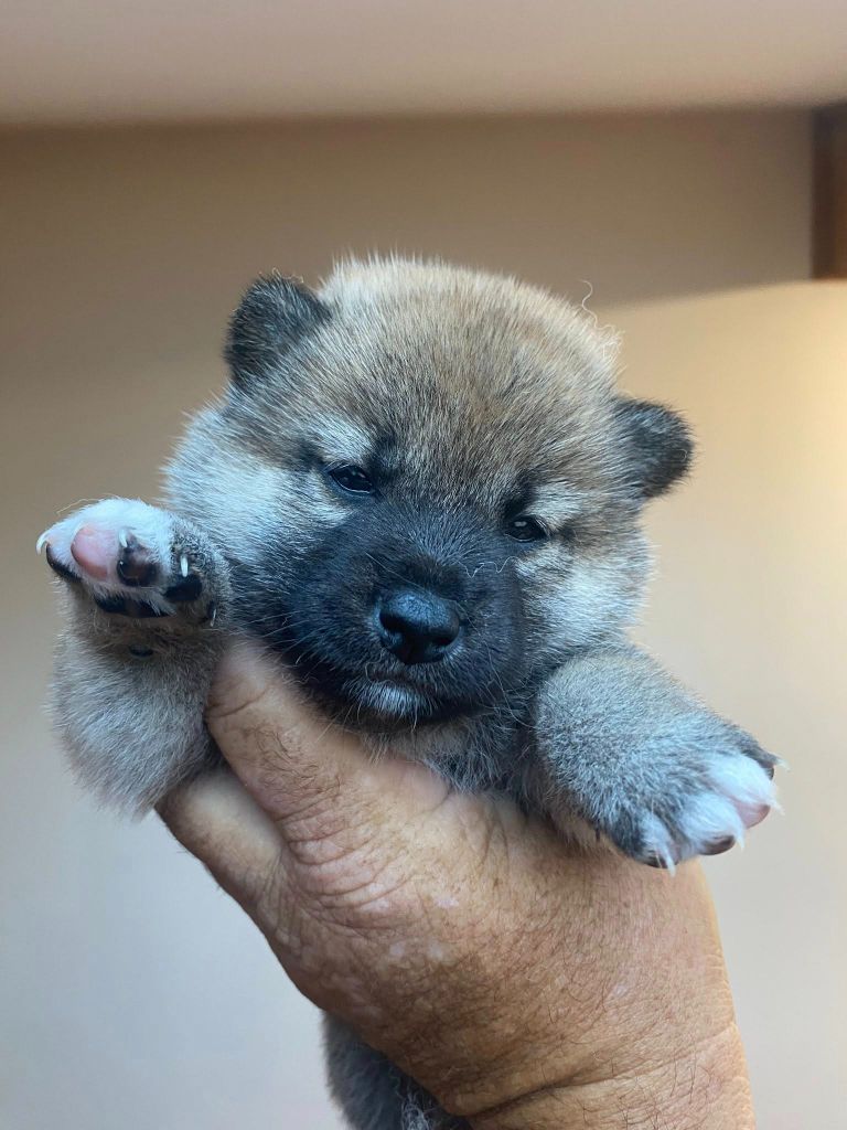 Sumidagawasou - Chiots disponibles - Shiba