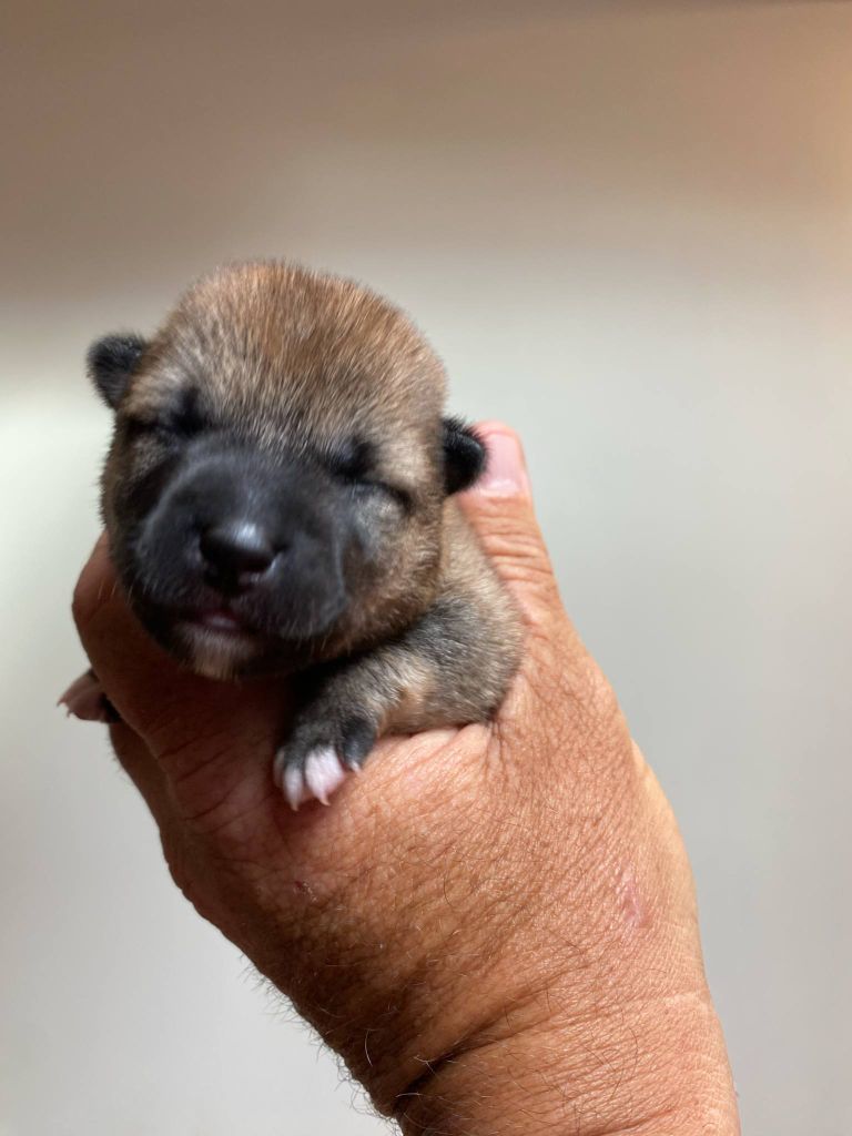 Sumidagawasou - Chiots disponibles - Shiba