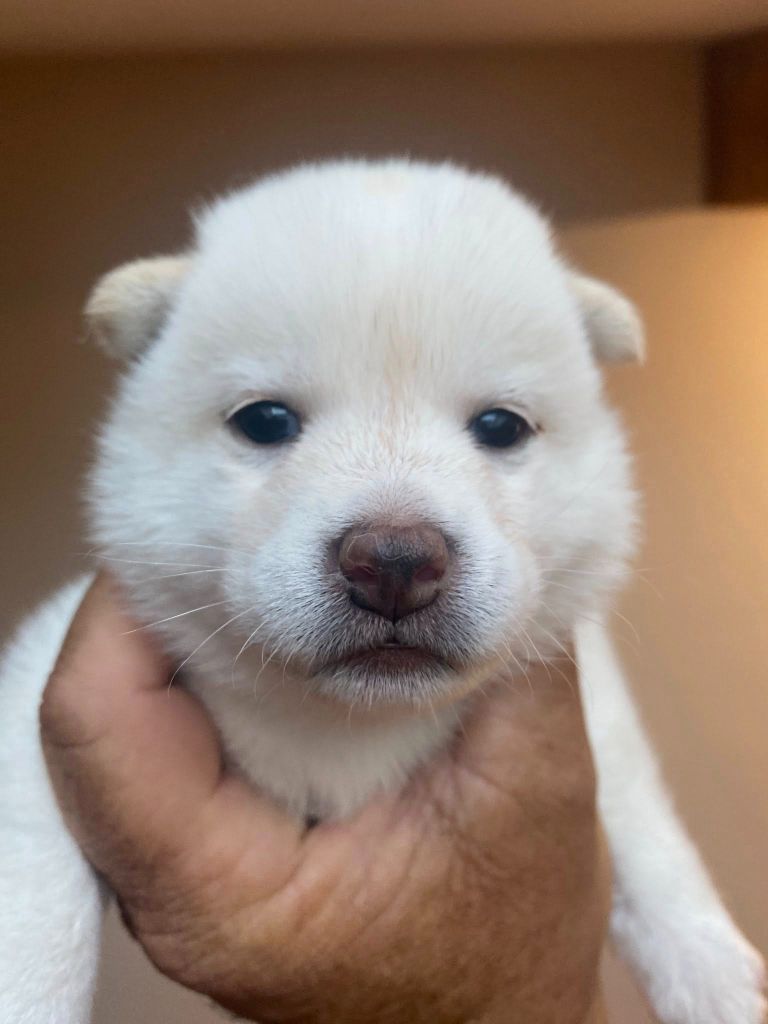 Sumidagawasou - Chiots disponibles - Shiba