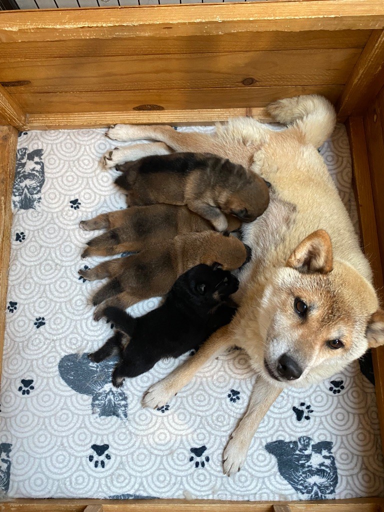 Chiot Shiba Sumidagawasou