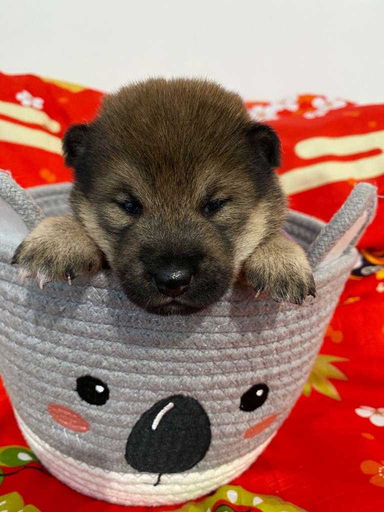 Sumidagawasou - Chiots disponibles - Shiba