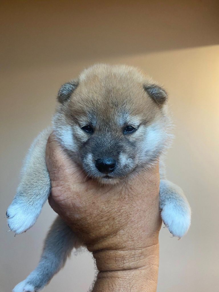 Sumidagawasou - Chiots disponibles - Shiba