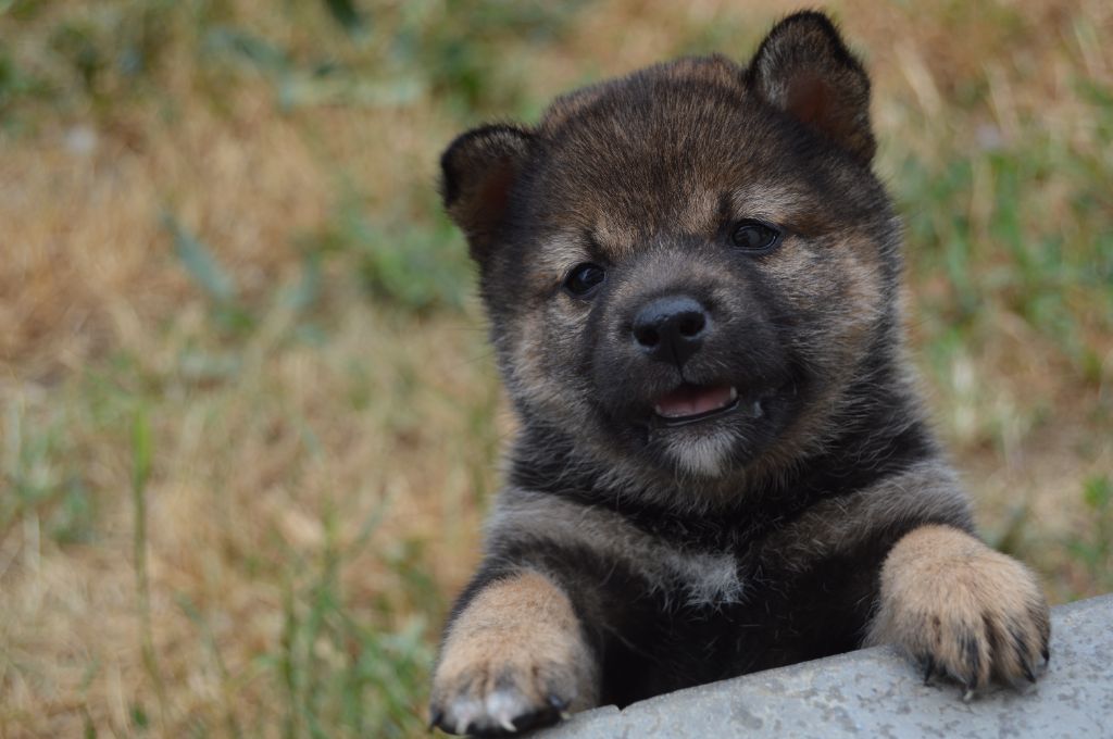 Sumidagawasou - Chiots disponibles - Shiba