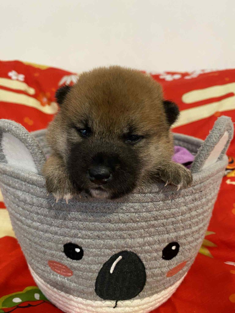 Sumidagawasou - Chiots disponibles - Shiba