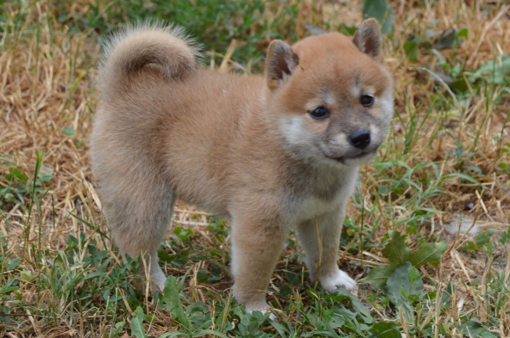 Sumidagawasou - Chiots disponibles - Shiba