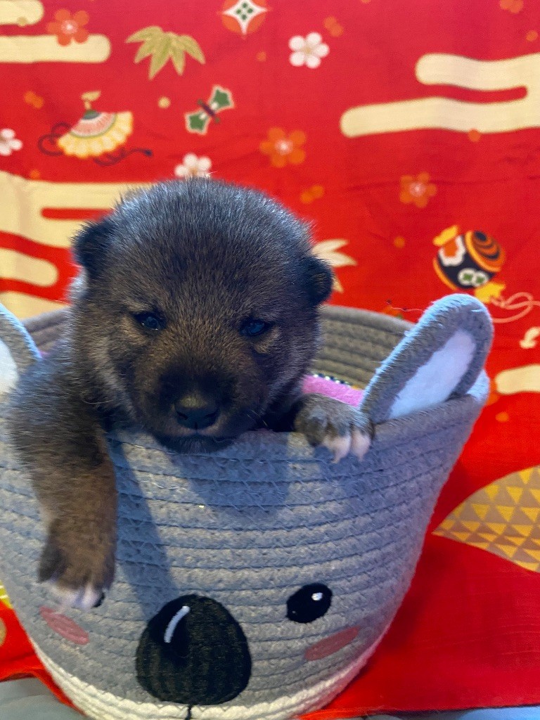 Sumidagawasou - Chiots disponibles - Shiba