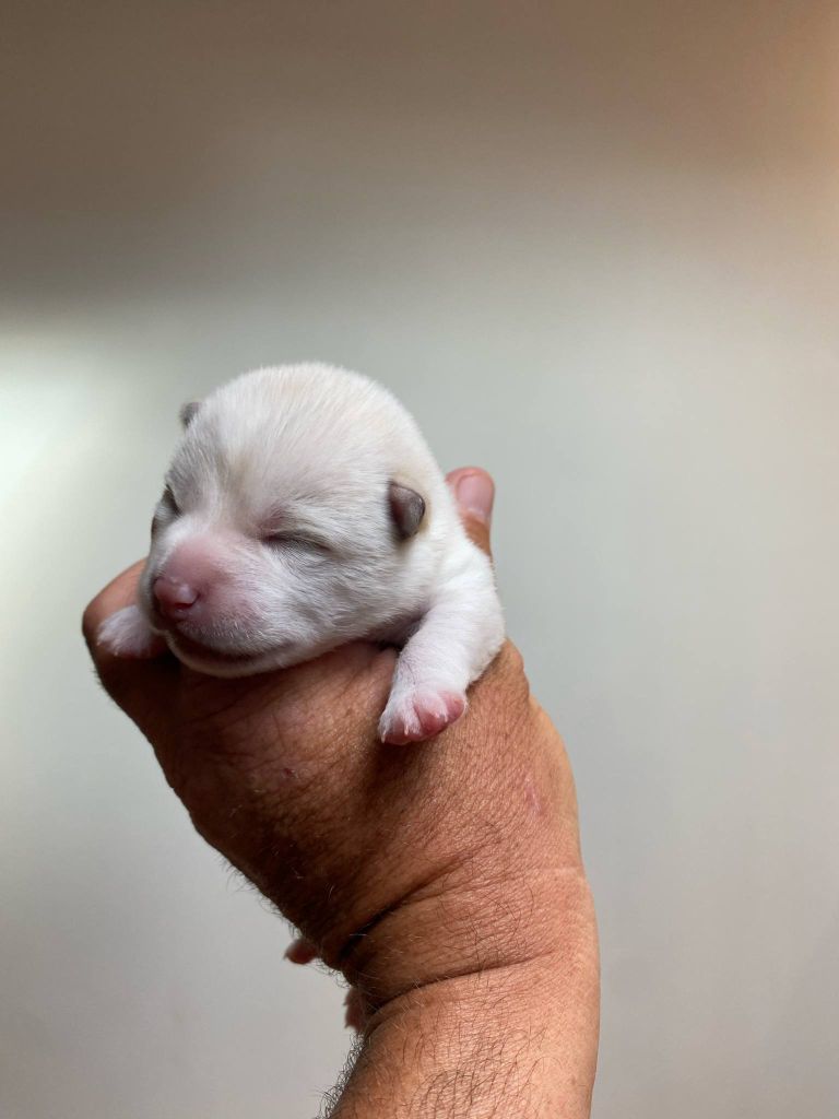 Sumidagawasou - Chiots disponibles - Shiba