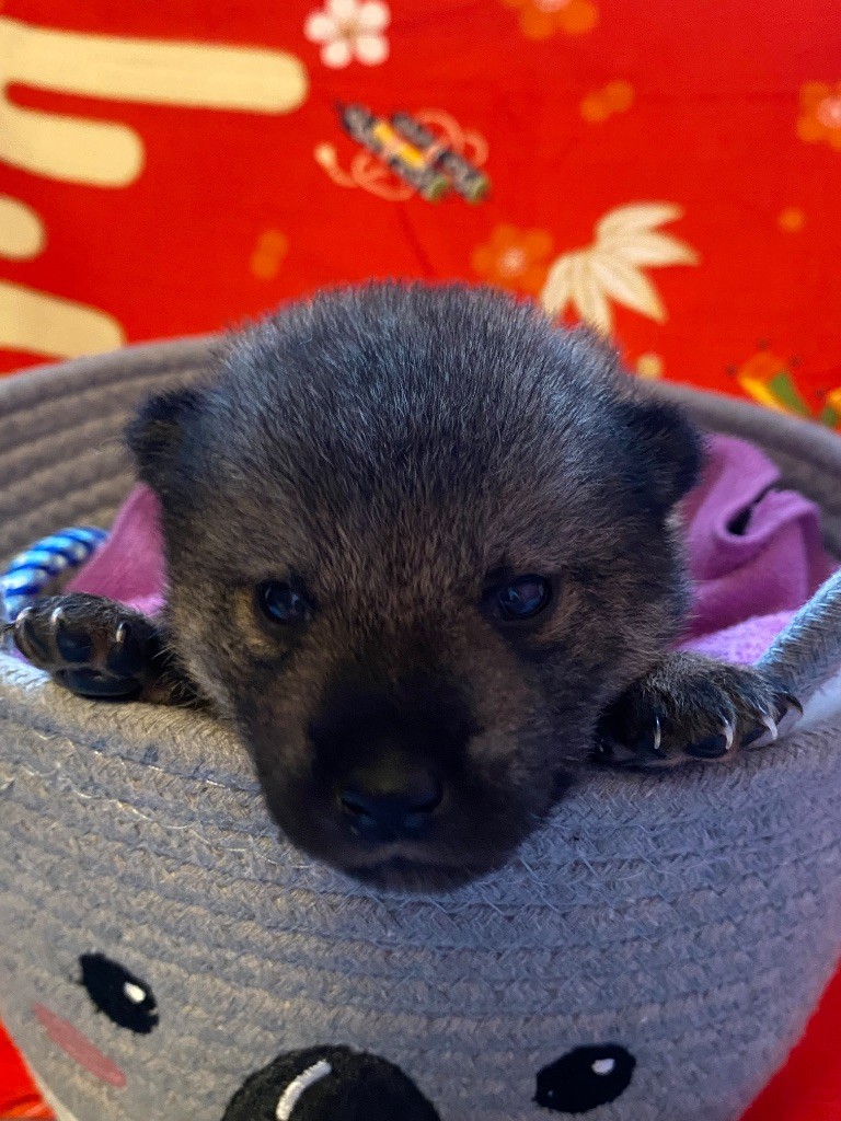 Sumidagawasou - Chiots disponibles - Shiba