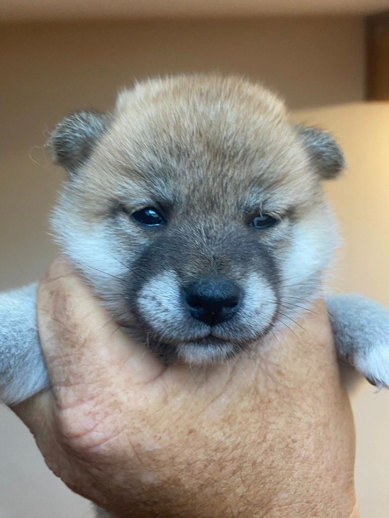 Sumidagawasou - Chiots disponibles - Shiba