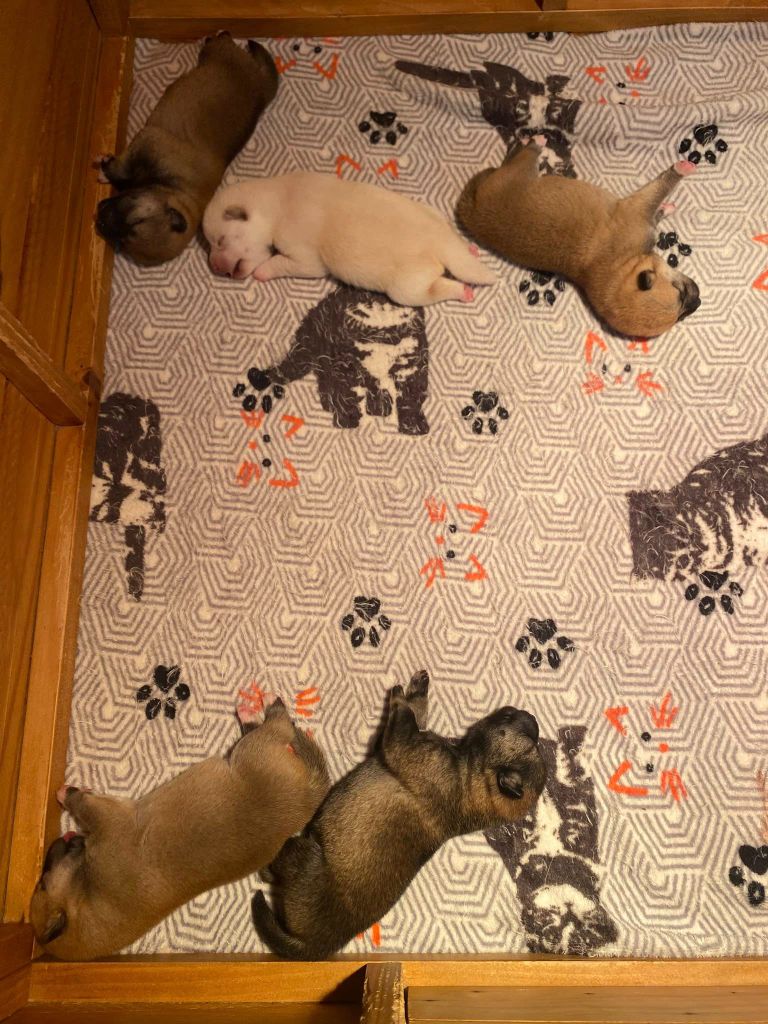 Chiot Shiba Sumidagawasou