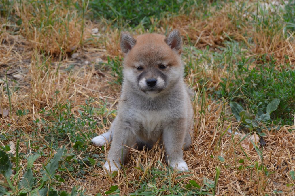 Sumidagawasou - Chiots disponibles - Shiba