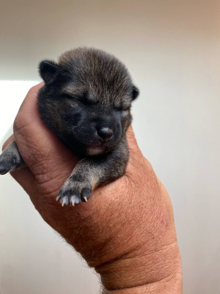 Sumidagawasou - Chiots disponibles - Shiba